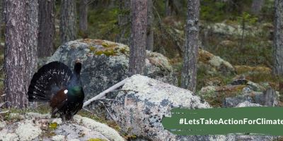Why we are committed to protecting capercaillie in the Black Forest
